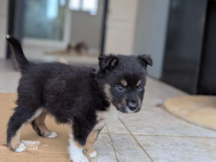 À réserver 1 Femelle Berger Américain Miniature LOF