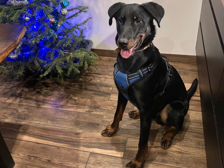 Mâle Beauceron à donner