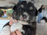 Disponible à Réserver : 1 Femelle Berger Américain Miniature LOF Chiot