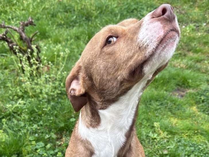BENJI petit chien de 2 ans aussi mignon qu'adorable à adopter en association
