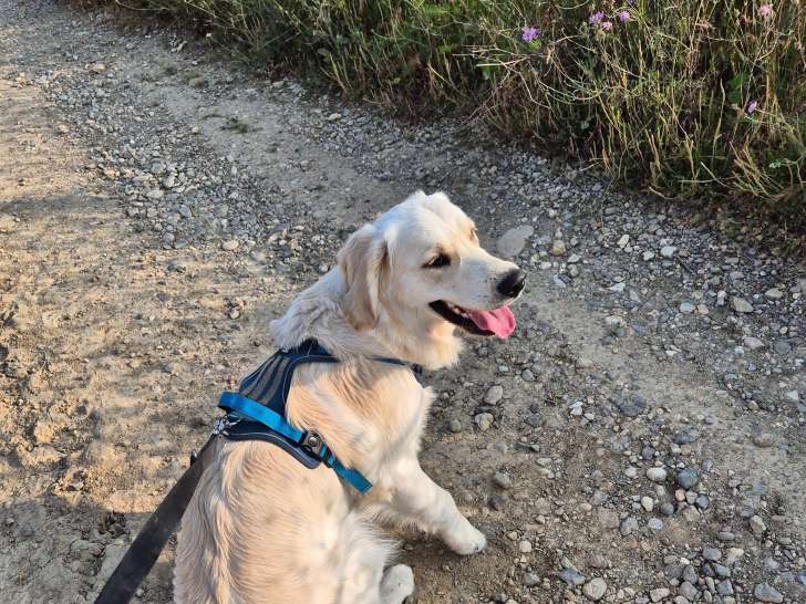 Mâle Golden Retriever disponible pour saillie