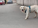Mâle Golden Retriever disponible pour saillie