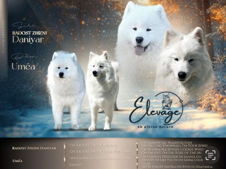 Chiots Samoyède LOF de type ours à vendre