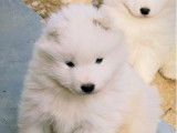 Chiots Samoyède LOF de type ours à vendre