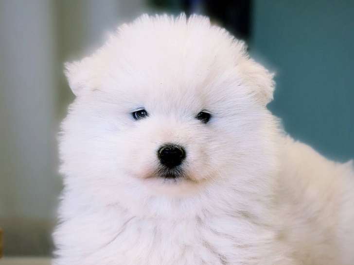 Chiots Samoyède LOF de type ours à vendre