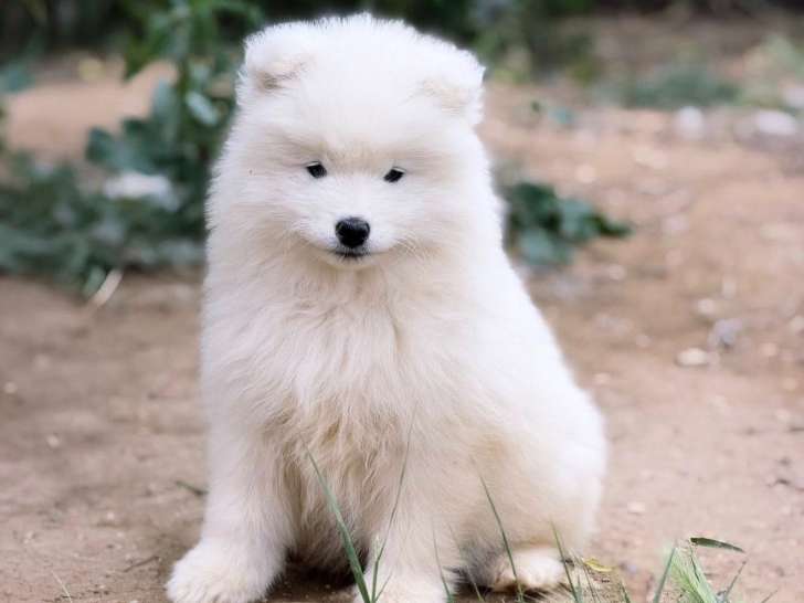 Chiots Samoyède LOF de type ours à vendre