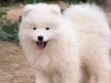 Chiots Samoyède LOF de type ours à vendre