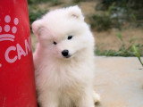 Chiots Samoyède LOF de type ours à vendre