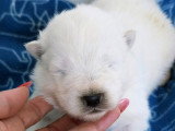 Chiots Samoyède LOF de type ours à vendre