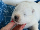 Chiots Samoyède LOF de type ours à vendre