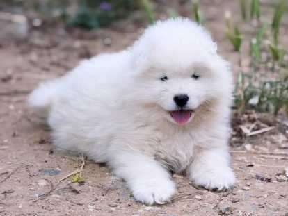 Chiots Samoyède LOF de type ours à vendre