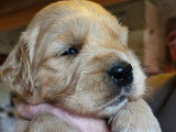Chiots Golden Retriever fauve doré LOF à naître