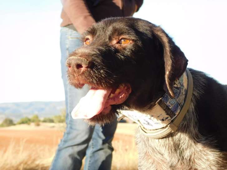 Derya, une merveilleuse Drahthaar gentille et fidèle à adopter en assocation