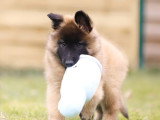 Chiots Berger belge Tervueren LOF à vendre