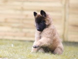 Chiots Berger belge Tervueren LOF à vendre