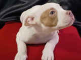 Magnifiques chiots American Bully à vendre