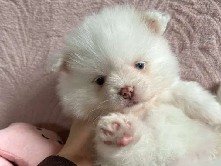 À réserver, chiot Spitz nain blanc/crème aux yeux bleus né en janvier 2026