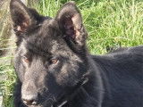 À vendre, 2 splendides Bergers Allemands noirs LOF d'octobre 2025