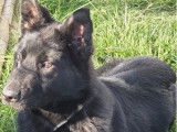 À vendre, 2 splendides Bergers Allemands noirs LOF d'octobre 2025