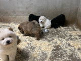 À réserver, 5 magnifiques chiots Chow Chow non LOF de janvier 2026