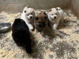 À réserver, 5 magnifiques chiots Chow Chow non LOF de janvier 2026
