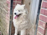 Adorable Samoyède LOF blanc de 2 ans à vendre