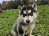 Mâle Husky de Sibérie de décembre 2025 à vendre
