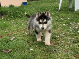 Mâle Husky de Sibérie de décembre 2025 à vendre