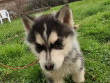 Mâle Husky de Sibérie de décembre 2025 à vendre