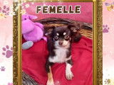 Petite femelle Chihuahua poils longs de décembre 2024 à vendre, très joueuse