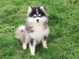 Mâle Pomsky F4+ noir et blanc de novembre 2025 à vendre, très doux et câlin