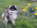 Mâle Pomsky F4+ noir et blanc de novembre 2025 à vendre, très doux et câlin