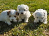 À réserver, 3 adorables chiots Coton de Tuléar non LOF de janvier 2026