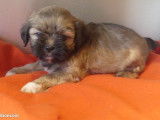 Magnifiques chiots Lhassa Apso LOF de janvier 2026 à réserver, 3 mâles et 2 femelles