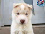 Réservation ouverte, 7 chiots Husky Sibérien LOF de janvier 2026, 5 femelles et 2 mâles