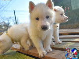 Réservation ouverte, 7 chiots Husky Sibérien LOF de janvier 2026, 5 femelles et 2 mâles
