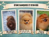 3 chiots Spitz Allemand LOF de février 2026  à réserver
