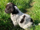 Chiots Griffon Korthals LOF de février 2026, 2 mâles et 7 femelles, à réserver