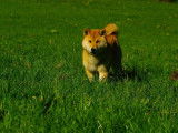 Femelle Shiba fauve de 1 an à vendre