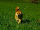 Femelle Shiba fauve de 1 an à vendre