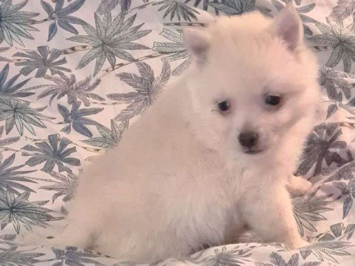 Superbe femelle Schipperke blanche de décembre 2025 à vendre