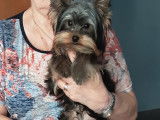 Chiot Yorkshire Terrier mâle LOF d'août 2025 à vendre, petite taille
