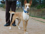 Piper, petit Podenco très affectueux de 1 an à adopter en association