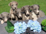 À réserver, 5 chiots Whippet mâles LOF de janvier 2026, bleu et bringé panaché blanc