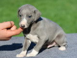 À réserver, 5 chiots Whippet mâles LOF de janvier 2026, bleu et bringé panaché blanc
