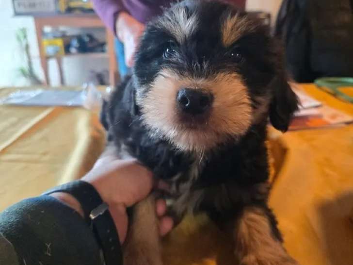 À vendre, 3 mâles Berger des Pyrénées de décembre 2025, lignée de travail