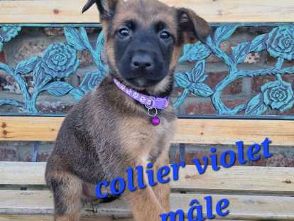 Chiots Malinois d'un élevage familial à vendre