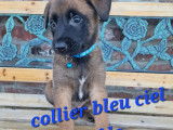 Chiots Malinois d'un élevage familial à vendre