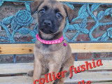 Chiots Malinois d'un élevage familial à vendre