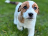 Mâle Jack Russell LOF de décembre 2025, disponible dès maintenant